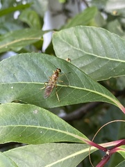 Sarginae