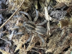 Tigrosa helluo