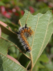 Acronicta hastulifera