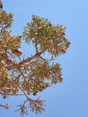 Juniperus turbinata