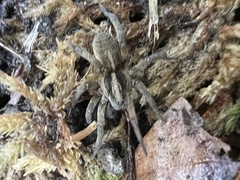 Tigrosa helluo