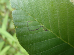 Bucculatrix locuples