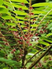 Phyllanthus pulcher