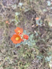 Sphaeralcea grossulariifolia