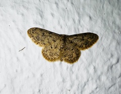 Idaea cervantaria