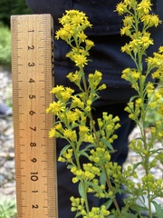 Solidago puberula