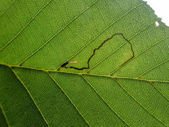 Bucculatrix locuples