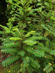 Phyllanthus pulcher