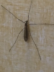 Trichocera annulata