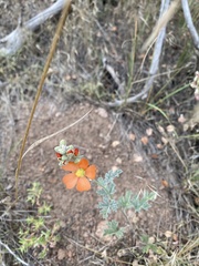 Sphaeralcea grossulariifolia