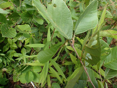 Bucculatrix locuples