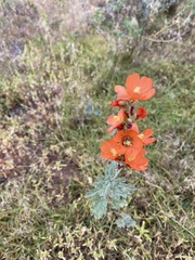 Sphaeralcea grossulariifolia