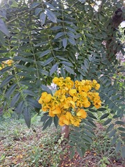 Senna spectabilis