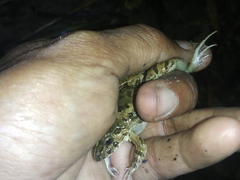 Fejervarya limnocharis