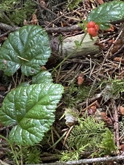 Rubus nivalis