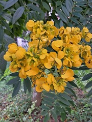 Senna spectabilis