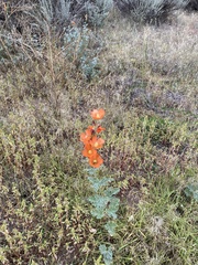 Sphaeralcea grossulariifolia