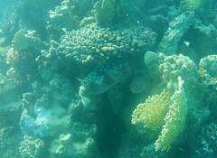 Cyclichthys spilostylus