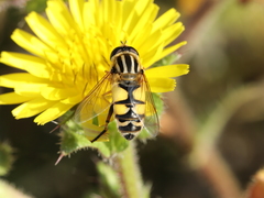 Helophilus trivittatus