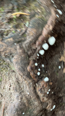 Helicogloea compressa