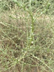 Salsola