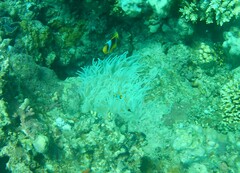 Entacmaea quadricolor