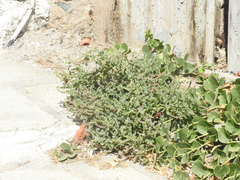 Heliotropium dolosum