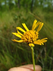 Balduina uniflora