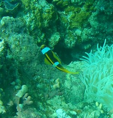 Amphiprion bicinctus