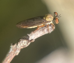 Holcocephala