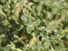 Heliotropium dolosum