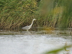 Ardea cinerea