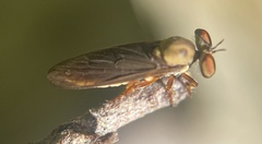 Holcocephala