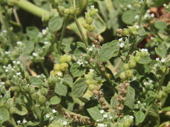 Heliotropium dolosum