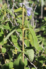 Salvia fruticulosa