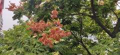 Koelreuteria bipinnata