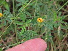 Stylosanthes