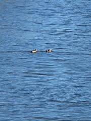 Callonetta leucophrys