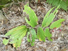 Liriomyza smilacinae