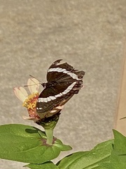 Limenitis arthemis arthemis