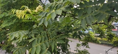 Koelreuteria bipinnata