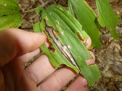 Liriomyza smilacinae