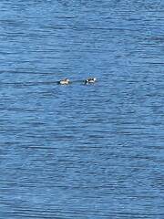 Callonetta leucophrys