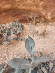 Anchusa strigosa