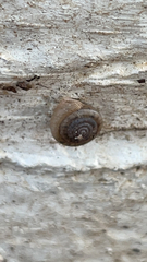 Polygyra cereolus
