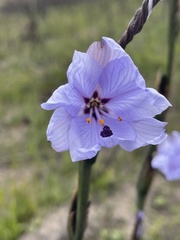 Aristea spiralis