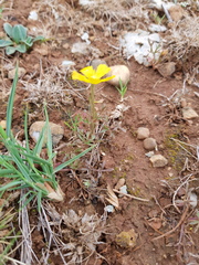 Ranunculus paludosus