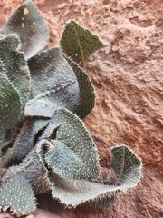 Anchusa strigosa