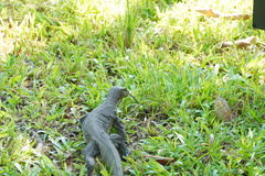 Varanus salvator macromaculatus