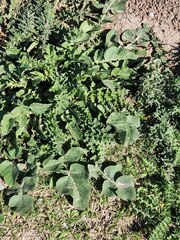 Brassicaceae